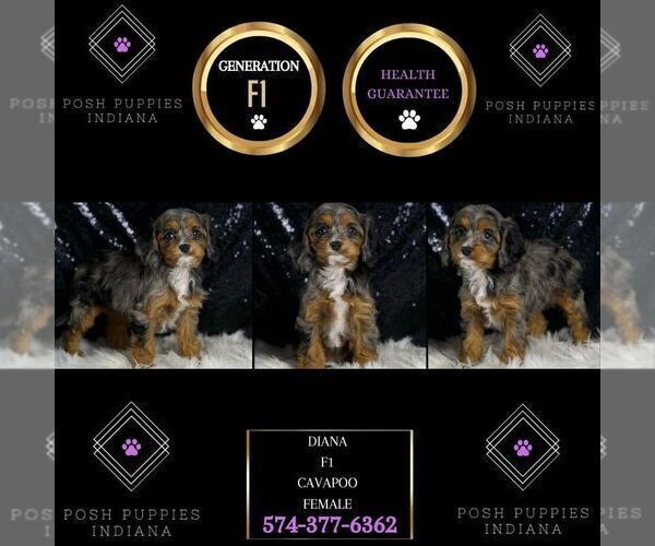 Medium Photo #18 Cavapoo Puppy For Sale in WARSAW, IN, USA
