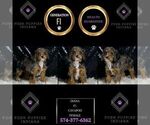 Small Photo #18 Cavapoo Puppy For Sale in WARSAW, IN, USA