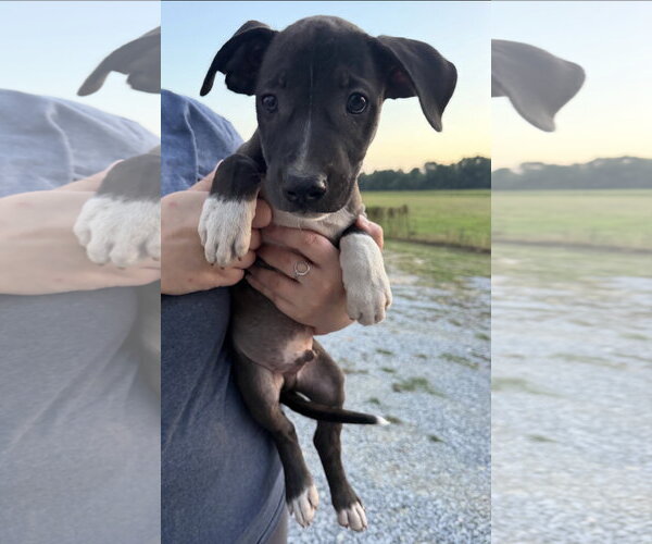 Medium Photo #3 Border Collie-Chocolate Labrador retriever Mix Puppy For Sale in Mt. Laurel, NJ, USA
