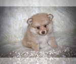 Small Photo #3 Pomeranian Puppy For Sale in GRAYSON, LA, USA