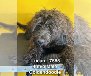 Golden Retriever Dogs for adoption in Studio City, CA, USA