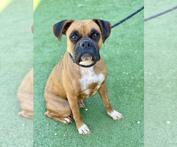 Medium Photo #2 Boxer Puppy For Sale in Austin, TX, USA