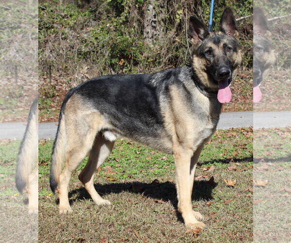 Medium Photo #3 German Shepherd Dog Puppy For Sale in Prattville, AL, USA