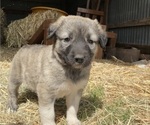 Puppy 6 Anatolian Shepherd