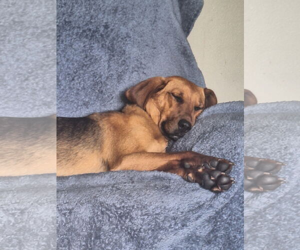 Medium Photo #6 Coonhound-Unknown Mix Puppy For Sale in Buffalo, MN, USA