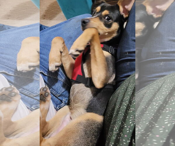 Medium Photo #4 Labrador Retriever-Unknown Mix Puppy For Sale in Brooklyn Center, MN, USA