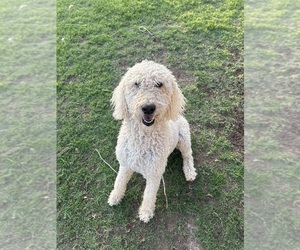 Father of the Goldendoodle puppies born on 02/21/2025