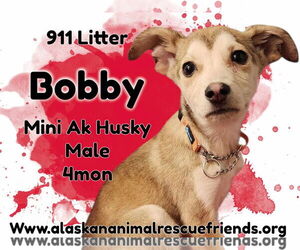 Alaskan Klee Kai-Unknown Mix Dogs for adoption in Anchorage, AK, USA