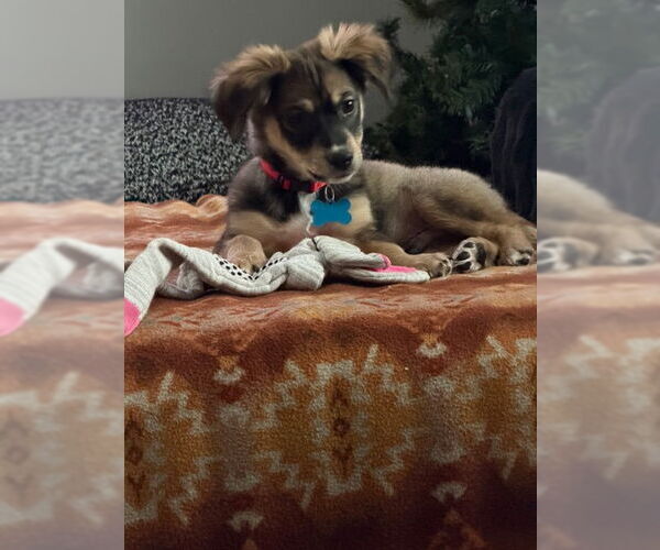 Medium Photo #2 Mutt Puppy For Sale in Plainfield, IL, USA