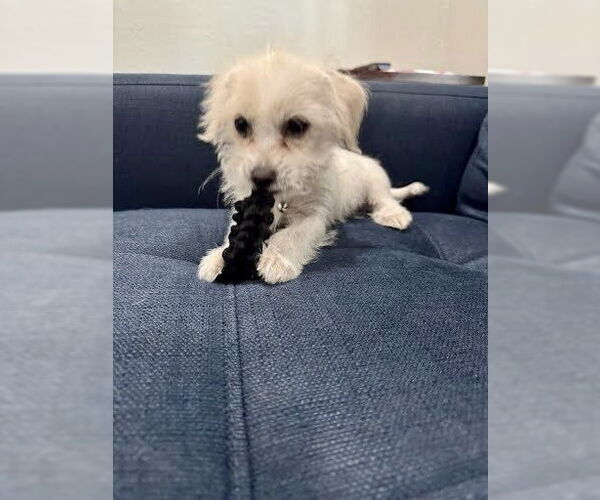 Medium Photo #24 Maltese Puppy For Sale in Pacifica, CA, USA