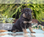 Small #2 German Shepherd Dog