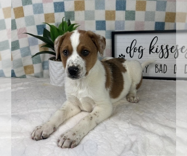 Medium Photo #4 Australian Cattle Dog Puppy For Sale in FRANKLIN, IN, USA