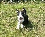 Small Photo #2 Boston Terrier Puppy For Sale in MONTVILLE, OH, USA