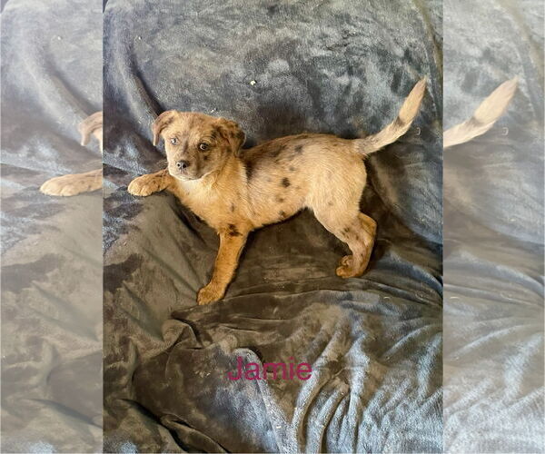 Medium Photo #2 Catahoula Leopard Dog-Unknown Mix Puppy For Sale in Topeka, KS, USA
