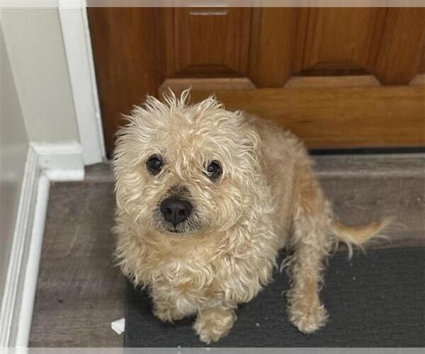 Medium Photo #1 Poodle (Miniature)-Unknown Mix Puppy For Sale in Chula Vista, CA, USA