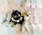 Small Photo #7 Chiranian Puppy For Sale in PEMBROKE PINES, FL, USA