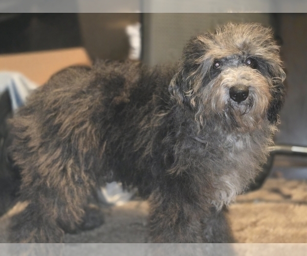 Medium Photo #8 Bernedoodle (Miniature) (+ Poodle Miniature) Puppy For Sale in DYERSBURG, TN, USA