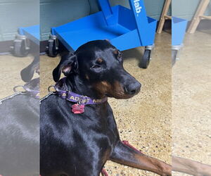 Doberman Pinscher Dogs for adoption in Buffalo, MN, USA