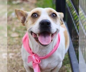 Mutt Dogs for adoption in San Antonio, TX, USA