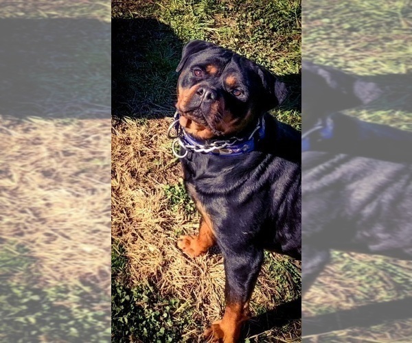 Medium Photo #39 Rottweiler Puppy For Sale in VONORE, TN, USA