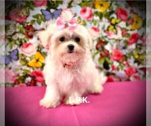 Maltese Puppy for sale in WINNSBORO, LA, USA