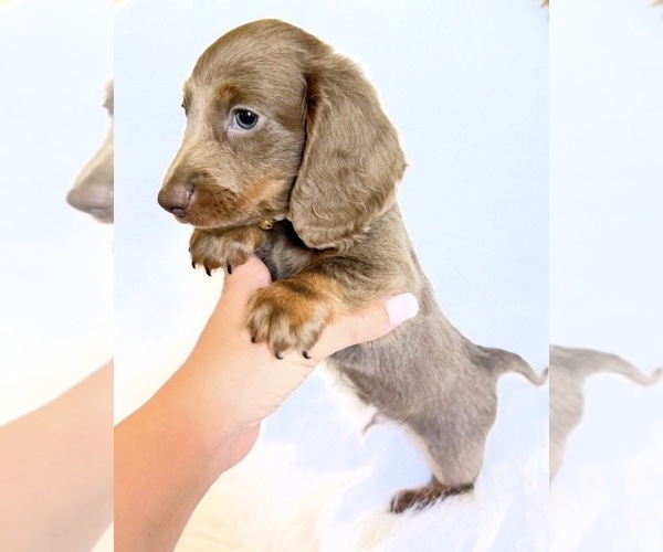 Medium Photo #5 Dachshund Puppy For Sale in DAVIS, CA, USA