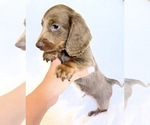 Small #4 Dachshund