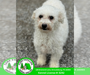 Bichon Frise Dogs for adoption in Stroudsburg, PA, USA