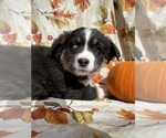 Puppy Misty Australian Shepherd