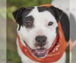 Small Staffordshire Bull Terrier