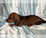 Small Photo #2 Dachshund Puppy For Sale in HUDSON, CO, USA