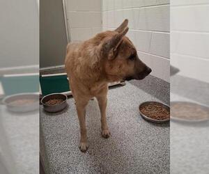 Labrador Retriever Dogs for adoption in Houston, TX, USA