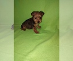 Puppy 3 Yorkshire Terrier