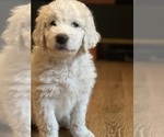 Small Photo #10 Great Pyrenees-Komondor Mix Puppy For Sale in LOUISVILLE, KY, USA