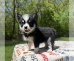Small #3 Pomsky