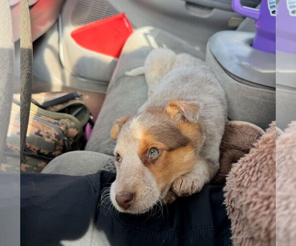 Medium Photo #4 Australian Shepherd-Unknown Mix Puppy For Sale in Grafton, WI, USA
