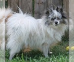 Small Photo #1 Pomeranian Puppy For Sale in HAYWARD, CA, USA