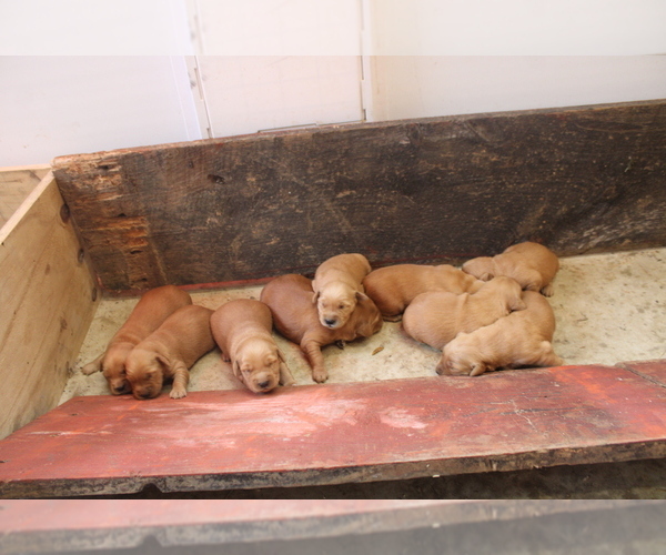Medium Photo #3 Golden Retriever Puppy For Sale in MIDDLEBURG, PA, USA