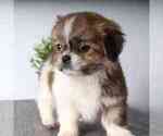 Small Photo #2 Shih Tzu Puppy For Sale in RED LION, PA, USA