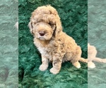 Small Photo #10 Miniature Bernedoodle Puppy For Sale in GREEN FOREST, AR, USA