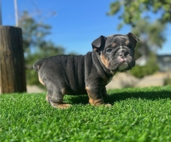 Medium Photo #1 English Bulldog Puppy For Sale in LA JOLLA, CA, USA