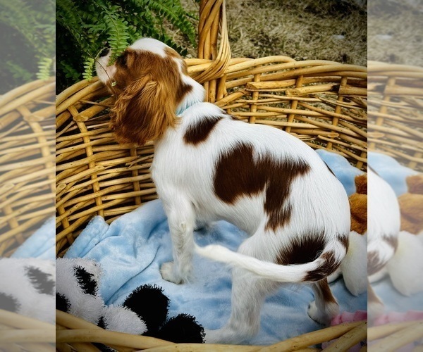 Medium Photo #5 Cavalier King Charles Spaniel Puppy For Sale in BROOKLYN PARK, MN, USA