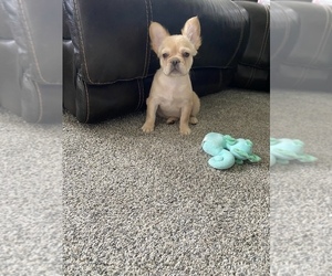 French Bulldog Puppy for sale in CHICAGO, IL, USA