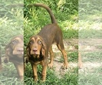 Small #3 Bloodhound