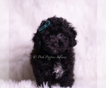 Small #2 Poodle (Toy)