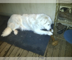 Mother of the Great Pyrenees puppies born on 11/16/2021