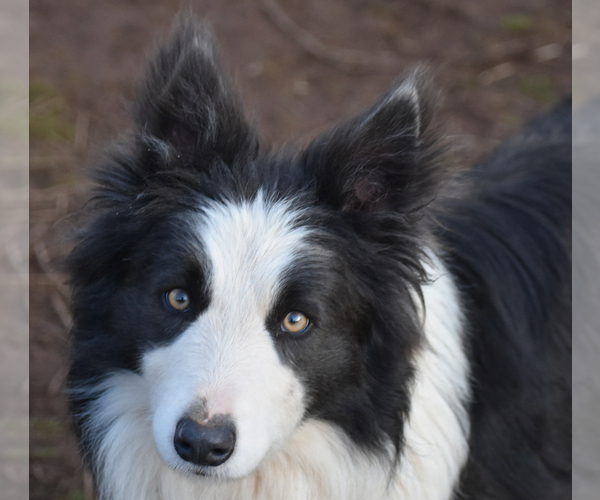 Medium Photo #6 Border Collie Puppy For Sale in MOSIER, OR, USA