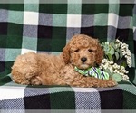 Small Photo #3 Goldendoodle (Miniature) Puppy For Sale in AIRVILLE, PA, USA
