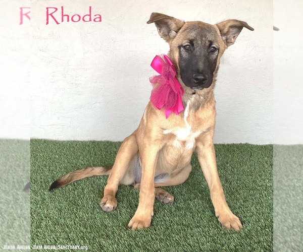 Medium Photo #5 German Shepherd Dog-Unknown Mix Puppy For Sale in San Diego, CA, USA
