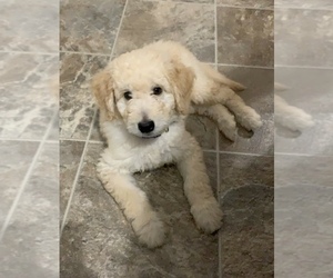 Goldendoodle Puppy for sale in ANGIER, NC, USA